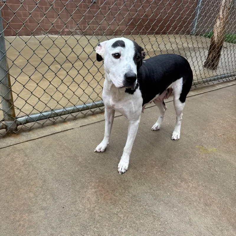 Green Bean Casserole thumbnail 5