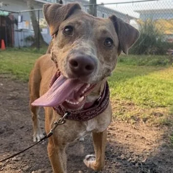 A young medium-sized female Red / Chestnut / Orange Mixed Breed dog named Meg for adoption in Fernandina Beach, FL