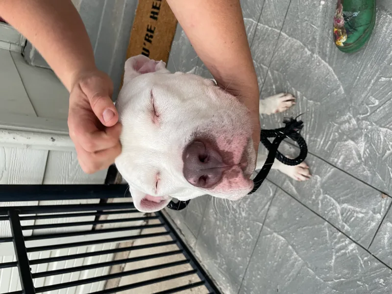 An adult medium-sized male American Staffordshire Terrier dog named Maverick for adoption in Athens, TX