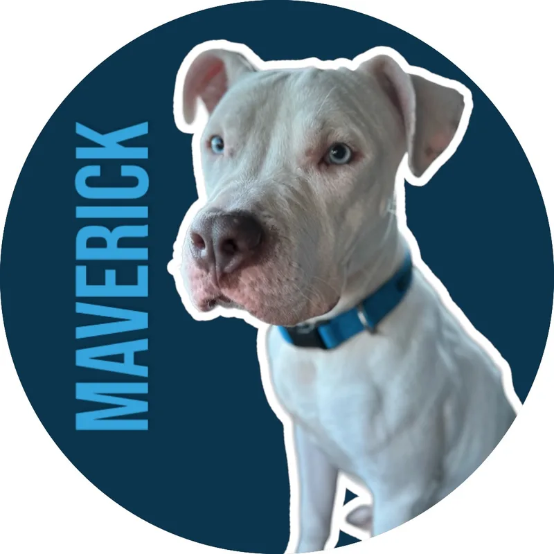 Maverick thumbnail 4