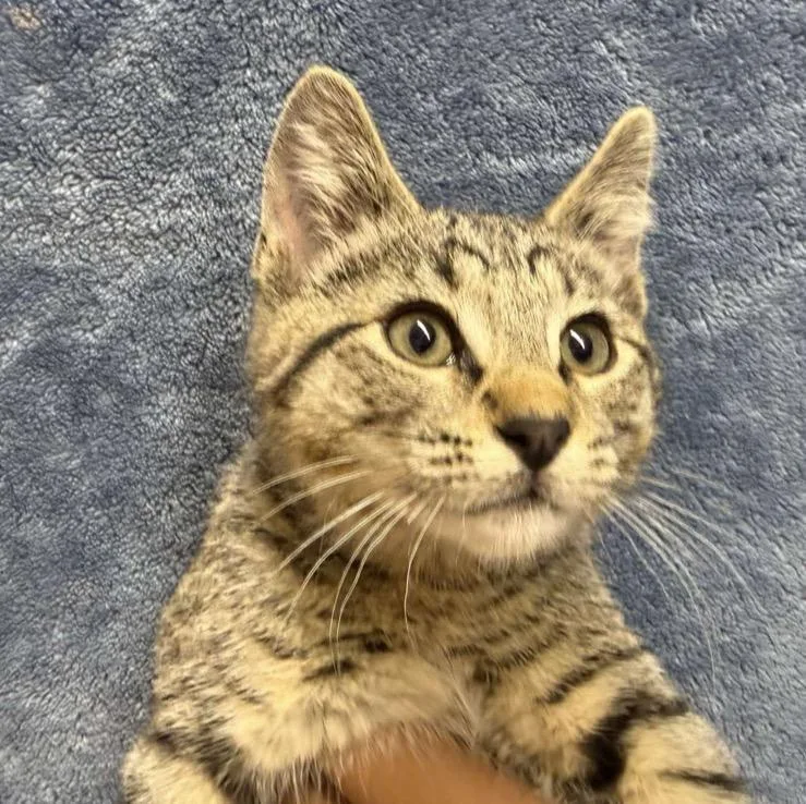 A baby medium-sized male Domestic Short Hair cat named Stetson for adoption in Ontario, OR