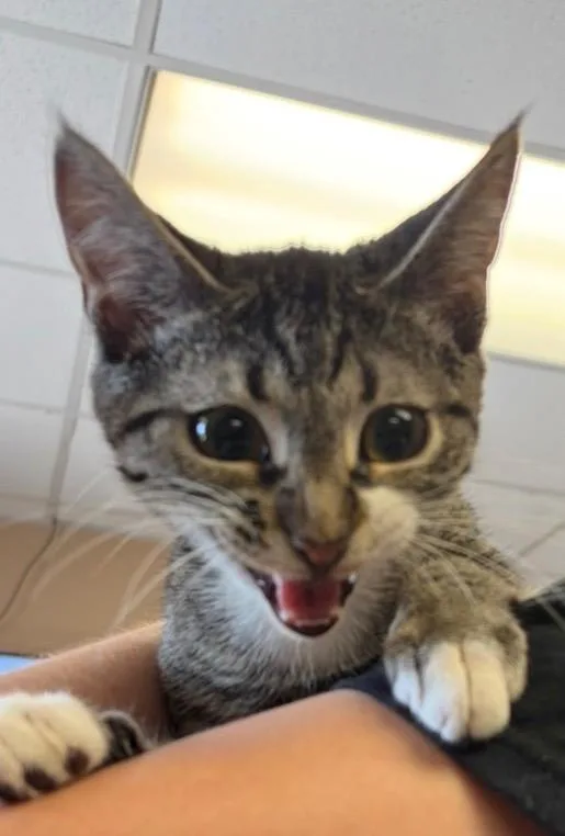 A baby small-sized male Domestic Short Hair cat named Zillow for adoption in Maumelle, AR