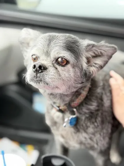 A senior small-sized male Pekingese dog named Spartacus for adoption in Fort Worth, TX
