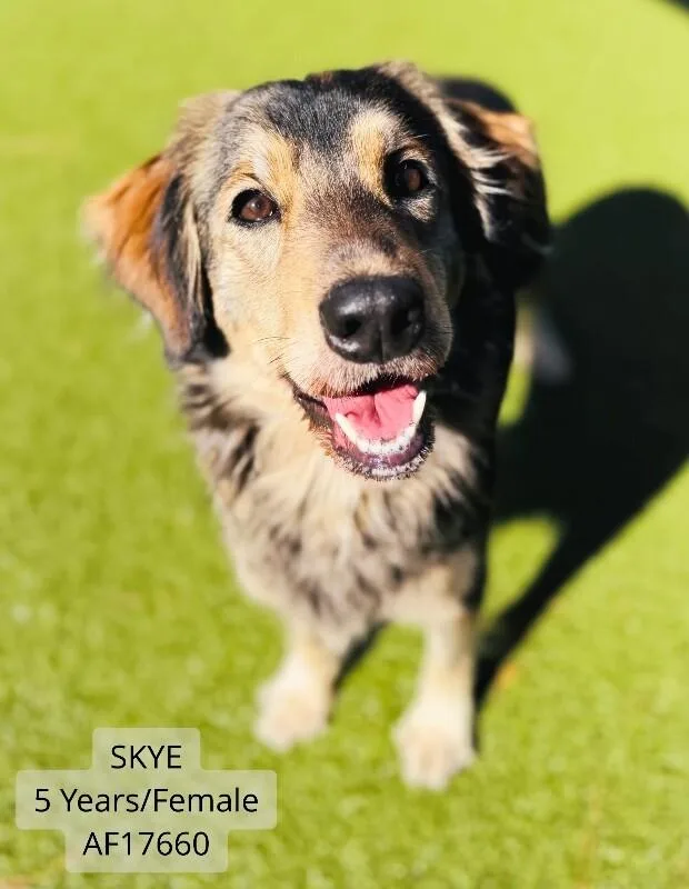 An adult medium-sized female Black German Shepherd Dog named Skye for adoption in Supply, NC