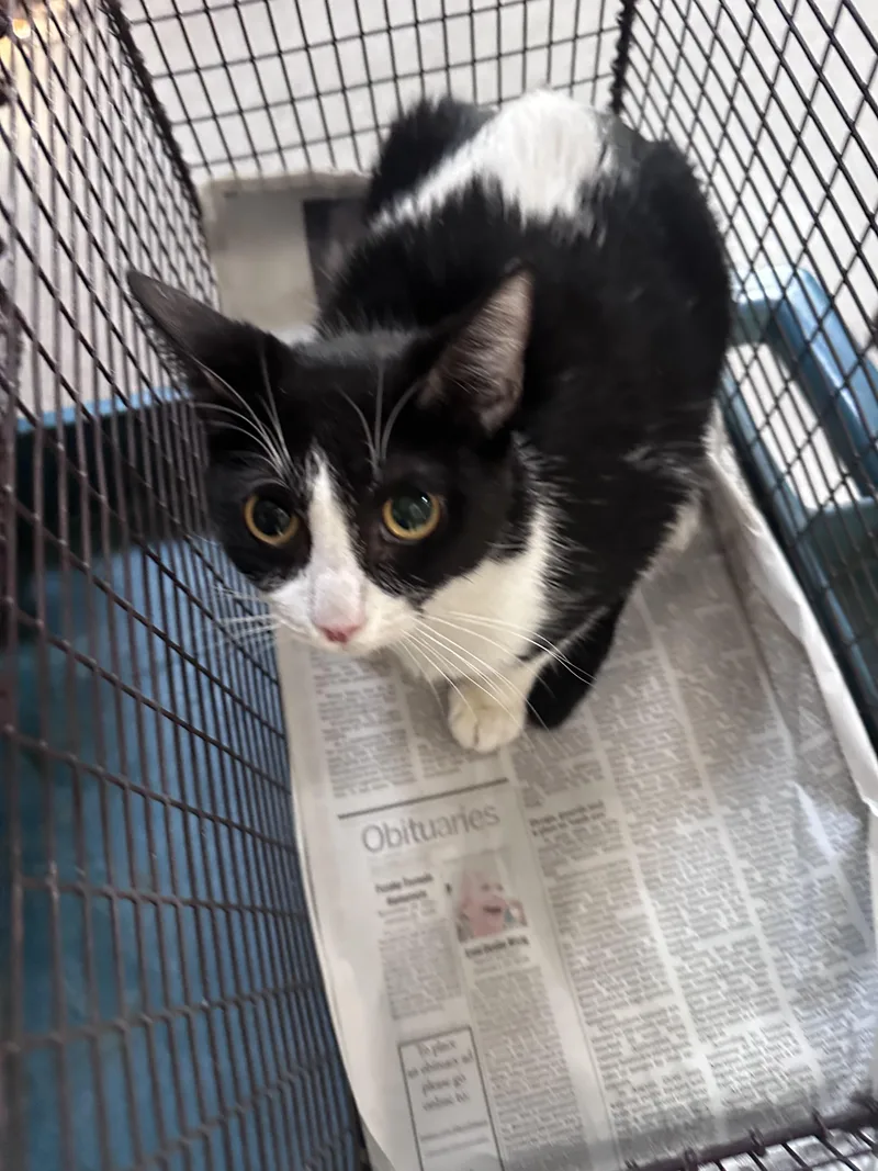A young medium-sized female Domestic Short Hair cat named Socks for adoption in Los Angeles, CA