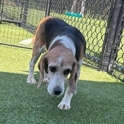 A senior small-sized female Yellow / Tan / Blond / Fawn Beagle dog named aka Chanel for adoption in LOXAHATCHEE, FL