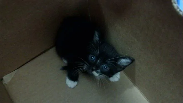 A young small-sized female Domestic Short Hair cat named Snowy for adoption in Dallas, TX
