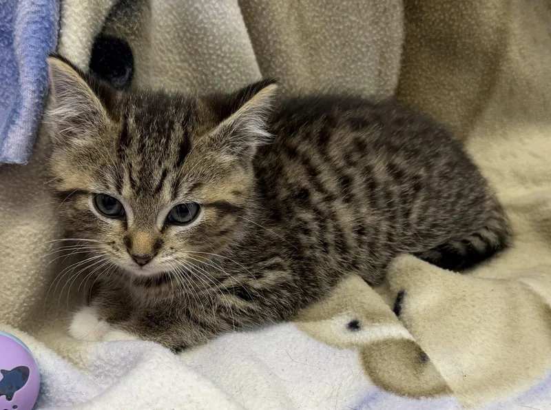 A young medium-sized male Domestic Short Hair cat named Whiskey for adoption in Elkins, WV