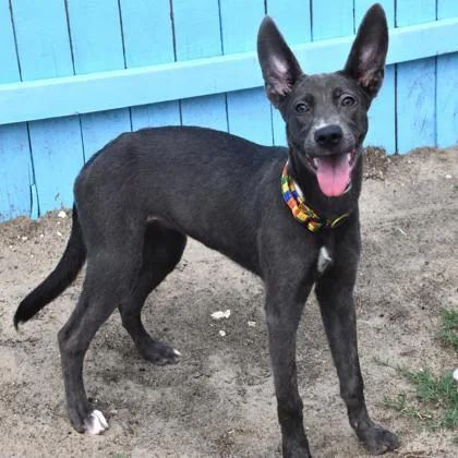 A young medium-sized female Black Whippet dog named Storm for adoption in Inverness, FL