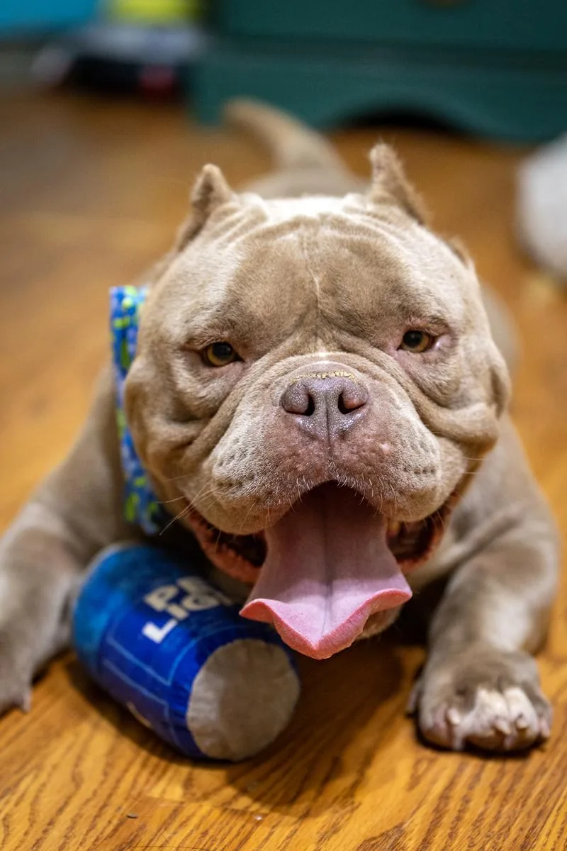 An adult medium-sized male Yellow / Tan / Blond / Fawn American Bully dog named Dallas for adoption in Pearland, TX