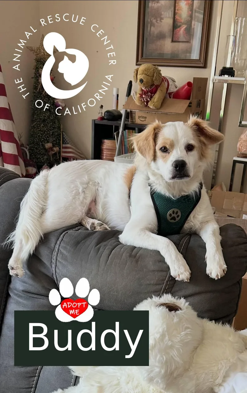 An adult small-sized male Spaniel dog named Buddy for adoption in Coachella, CA