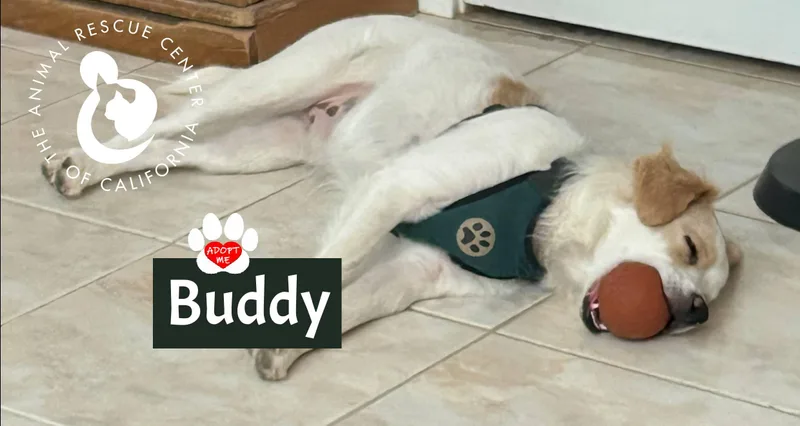 Buddy thumbnail 2