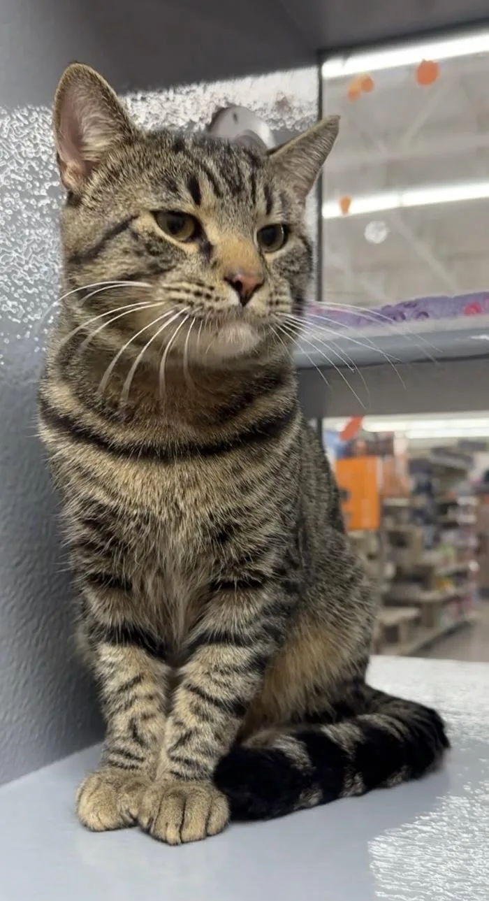 A young large-sized male Tabby (Tiger Striped) Domestic Short Hair cat named Buddy for adoption in Salem, NH
