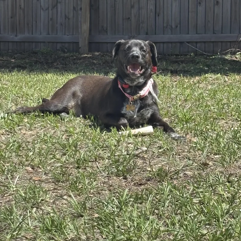 An adult large-sized male Australian Shepherd dog named Fudge for adoption in Port Saint Lucie, FL
