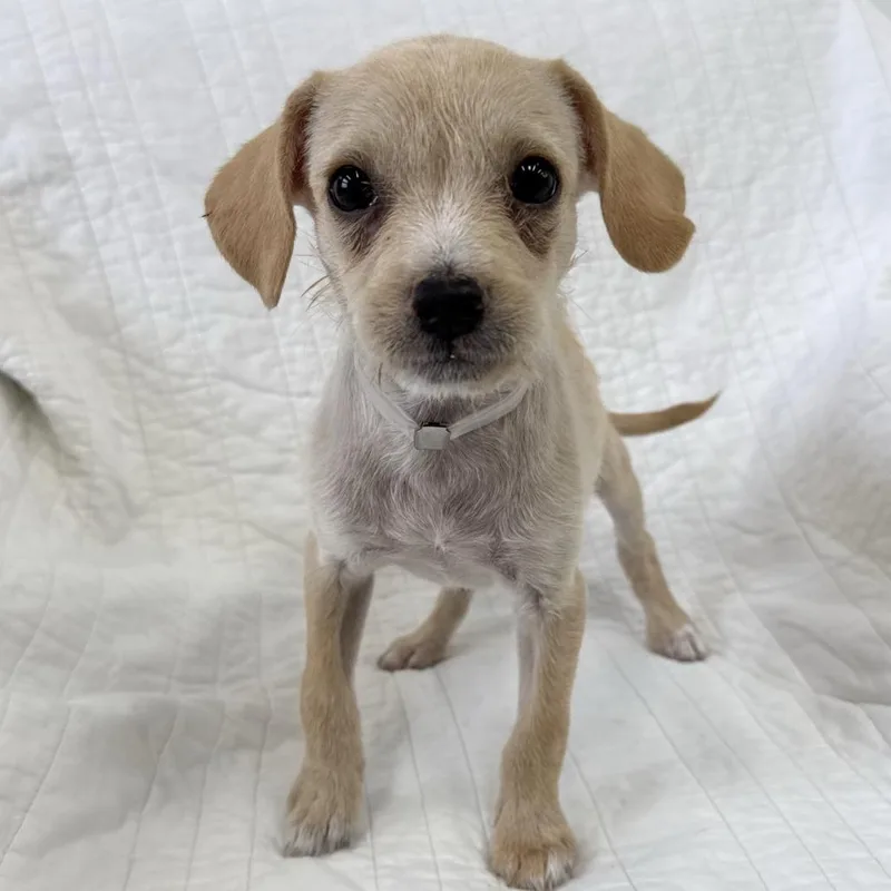 A baby small-sized female Chihuahua dog named Topanga for adoption in Long Beach, CA