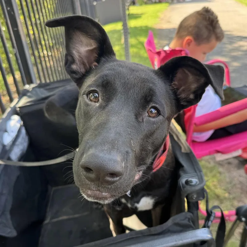 A young medium-sized female Black Mixed Breed dog named Sunny for adoption in Saint Charles, MO