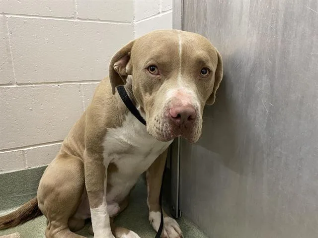 A young large-sized male Pit Bull Terrier dog named Kiki for adoption in Albuquerque, NM