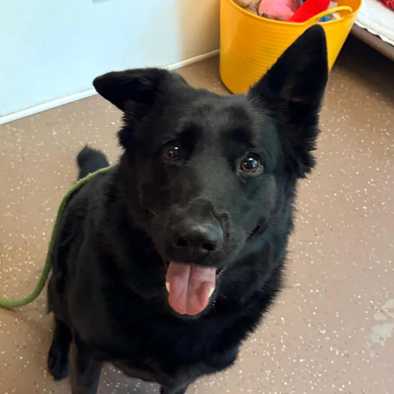 Valkyrie thumbnail 2