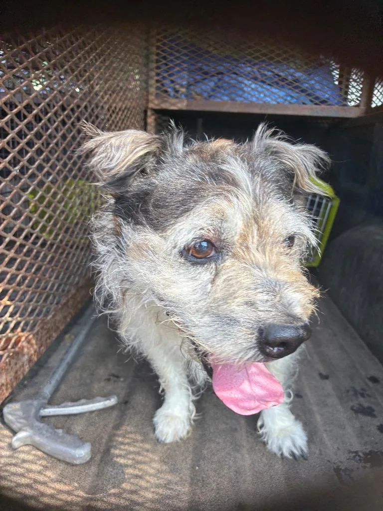 An adult small-sized male Shih Tzu dog named Fin for adoption in Chickamauga , GA