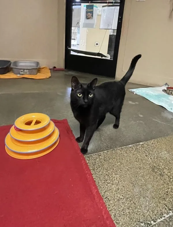 An adult small-sized female Domestic Short Hair cat named Twinner for adoption in Oceanside, CA