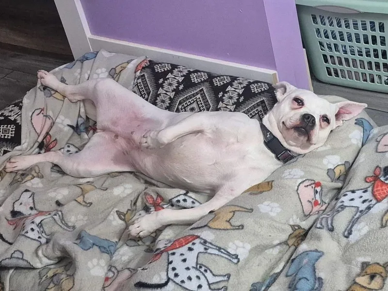 An adult small-sized female Terrier dog named Beezus for adoption in Omaha, NE