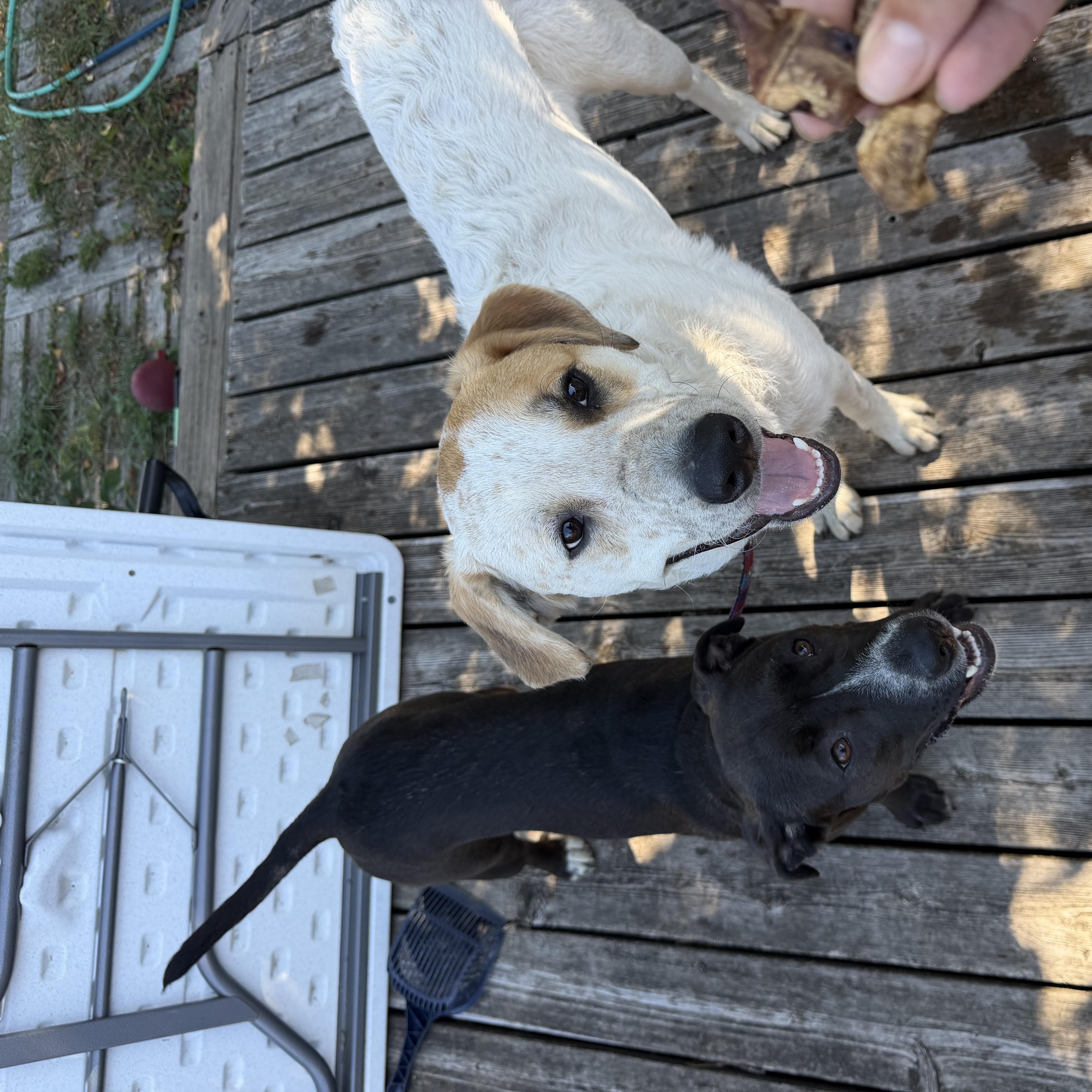 A young medium-sized female Labrador Retriever dog named Tiny for adoption in Minneapolis, MN