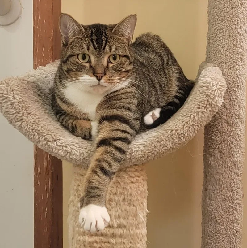 A young medium-sized male Tabby (Buff / Tan / Fawn) American Shorthair cat named Clover for adoption in Philadelphia, PA