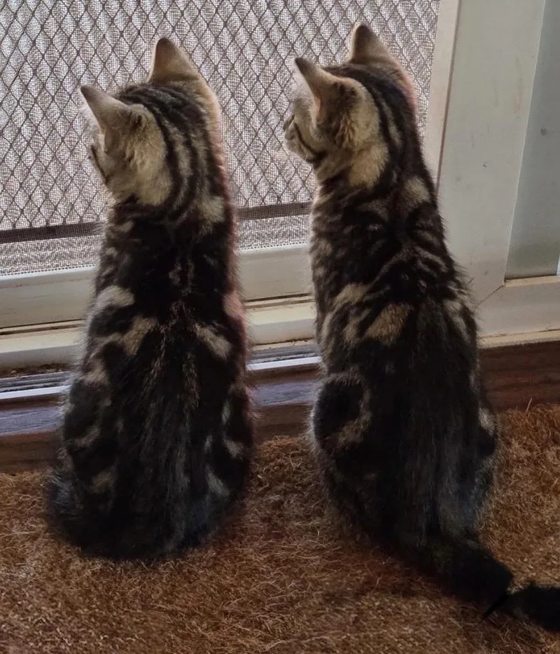 A young medium-sized female Tabby cat named Reese and Rolo for adoption in Plain City, OH