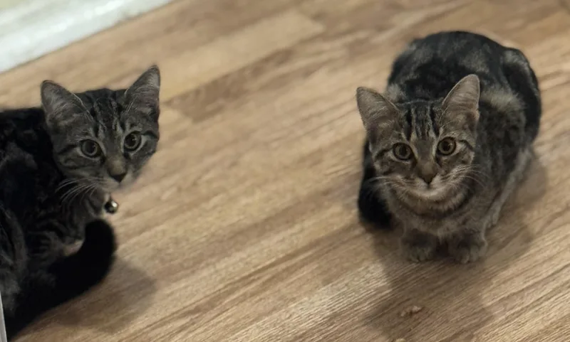 Reese and Rolo thumbnail 2