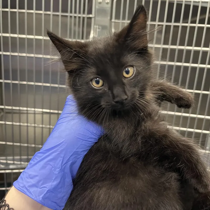 A baby small-sized male Black Domestic Short Hair cat named Bang for adoption in Greensboro, NC