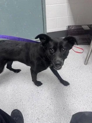 A young medium-sized female Shepherd dog named Caviar for adoption in Oakland, CA