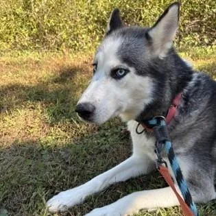 An adult medium-sized female Black Siberian Husky dog named Carmen for adoption in Phoenixville, PA
