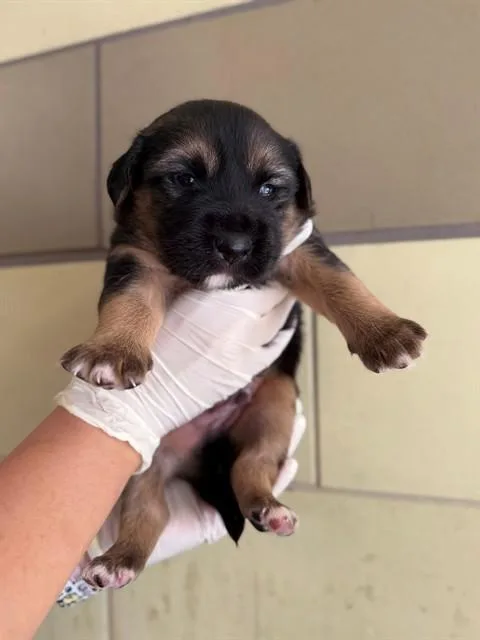 A baby small-sized male Pit Bull Terrier dog named Slim for adoption in Riverside, CA