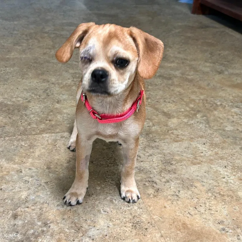 A baby small-sized female Pug dog named Monroe for adoption in Raleigh, NC