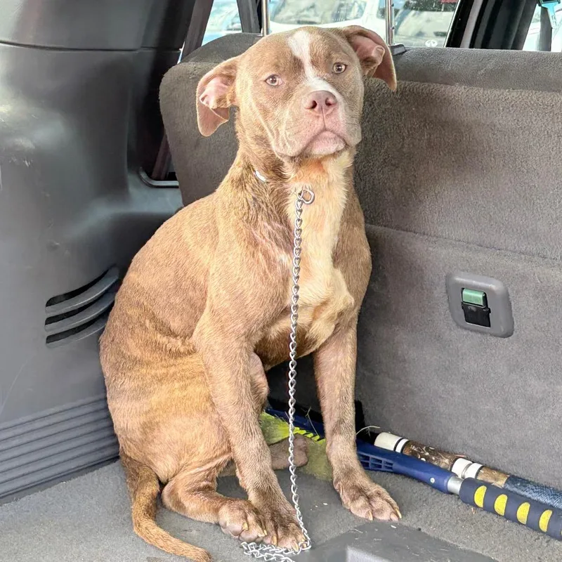 A young medium-sized female Brown / Chocolate Pit Bull Terrier dog named Pepper for adoption in West Chester, PA