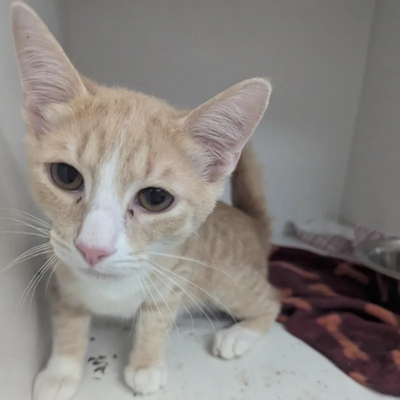 A baby small-sized male Buff / Tan / Fawn Domestic Short Hair cat named Henry for adoption in Jeffersonville, IN
