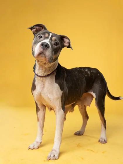 An adult large-sized female Mixed Breed dog named Daniella for adoption in Atlanta, GA