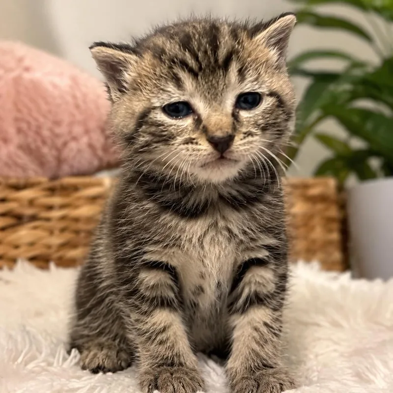 A baby small-sized female Brown / Chocolate Domestic Short Hair cat named Evangeline for adoption in Pasadena , MD