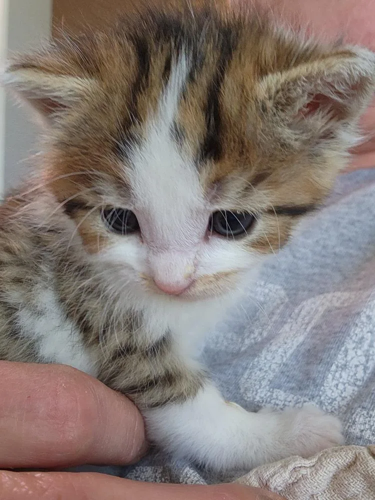 Georgie Girl thumbnail 2