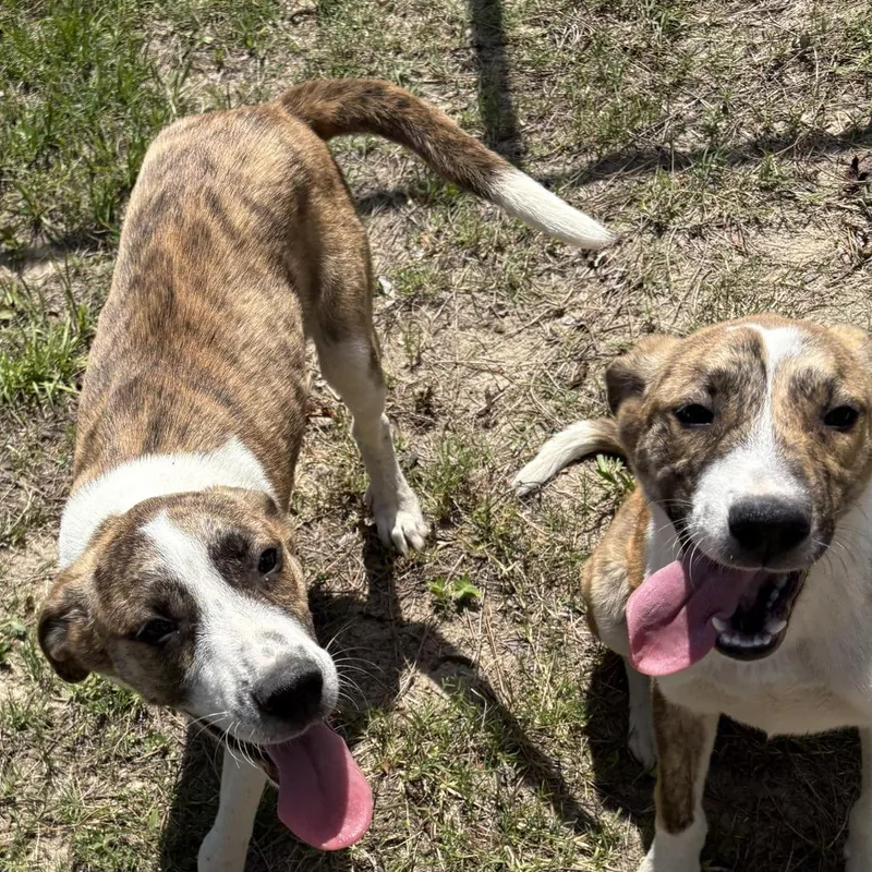 A baby medium-sized female White / Cream Mountain Cur dog named Lightning for adoption in claxton, GA
