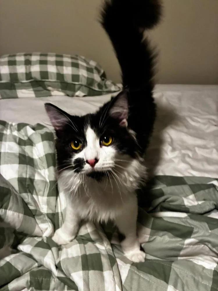 A baby small-sized male Black & White / Tuxedo Domestic Short Hair cat named Everest for adoption in West Mifflin, PA