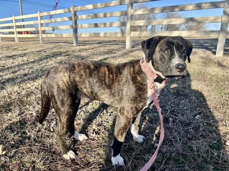 A young large-sized female Black Pit Bull Terrier dog named Meara for adoption in Shawnee, OK