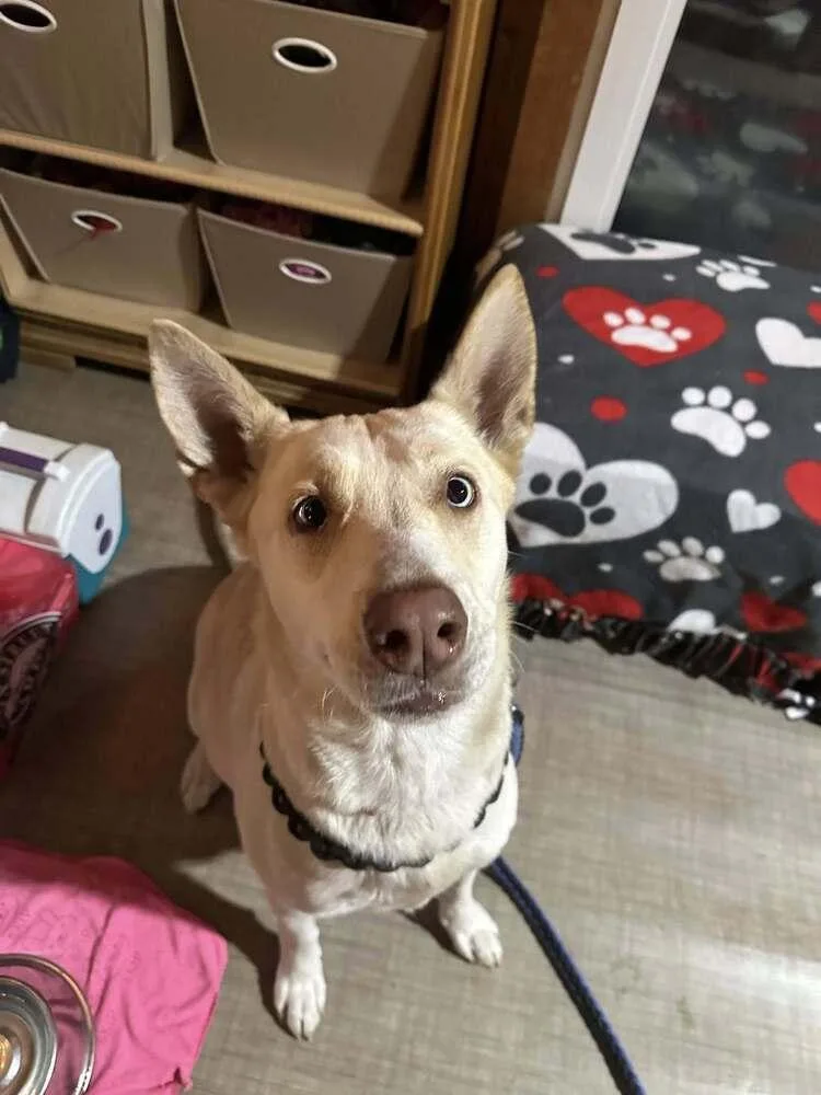 An adult large-sized female White / Cream German Shepherd Dog dog named Amaryllis for adoption in Waunakee, WI