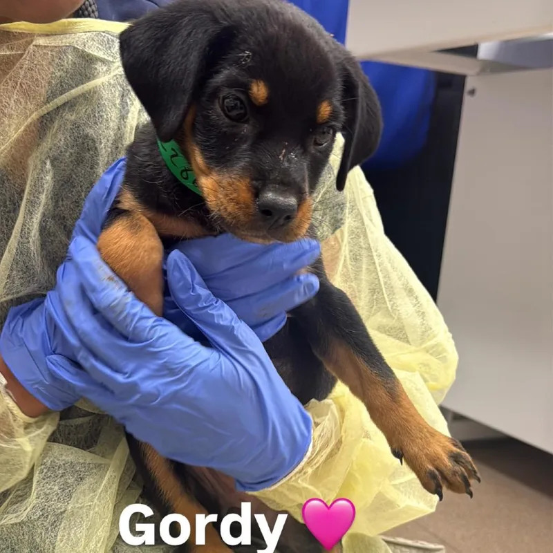 Gordy A thumbnail 3