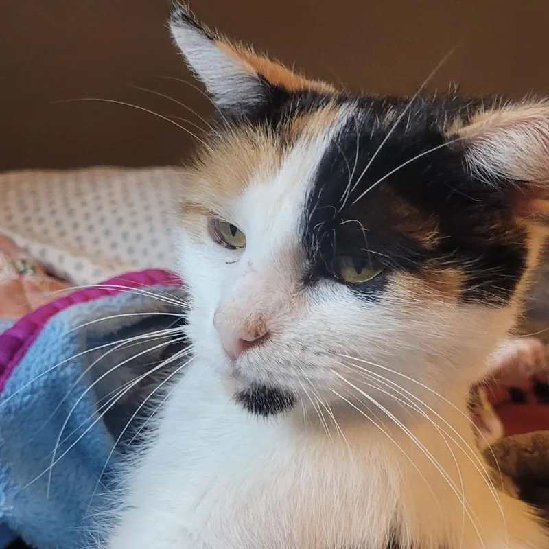 A young small-sized female White Domestic Short Hair cat named Jackie for adoption in Buffalo, MN