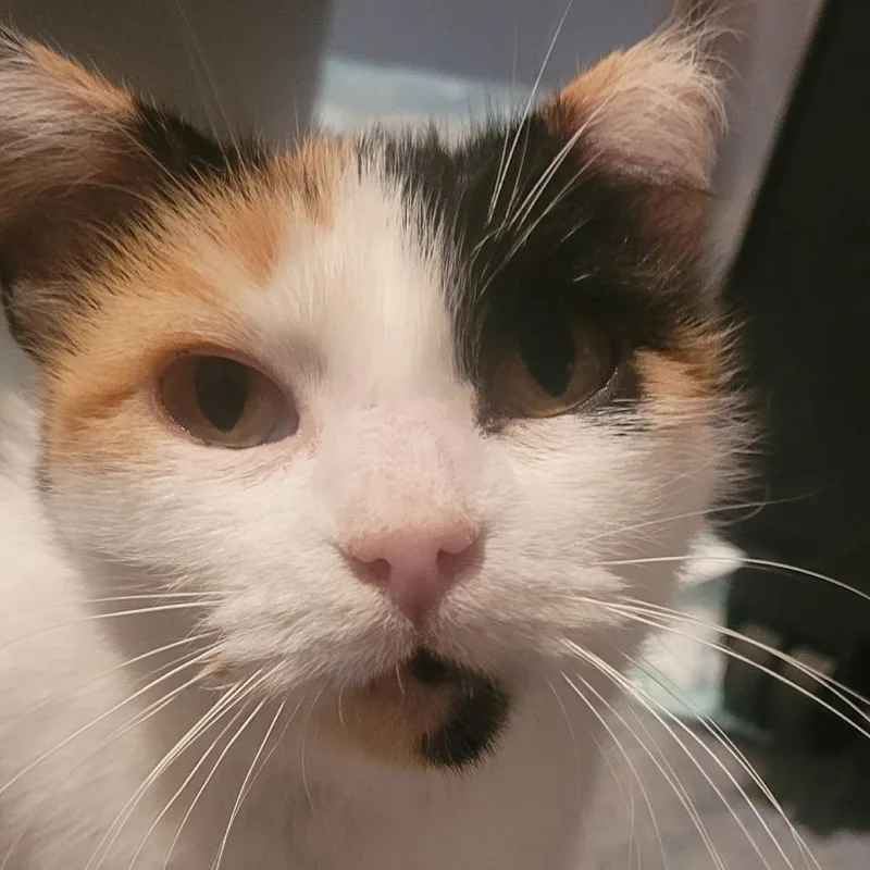 Jackie thumbnail 4