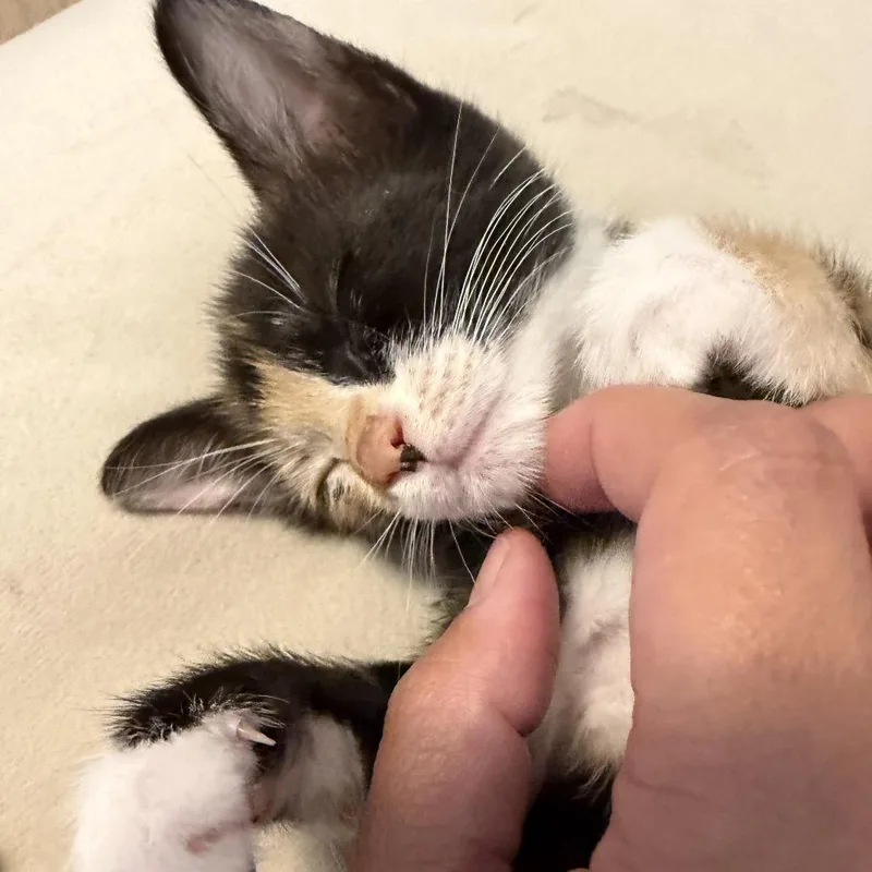 A baby small-sized female Tortoiseshell Domestic Short Hair cat named Lilly for adoption in Jupiter, FL
