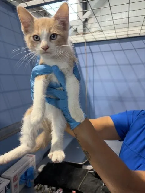 A baby small-sized male Domestic Short Hair cat named Orange Crush for adoption in San Bernardino, CA
