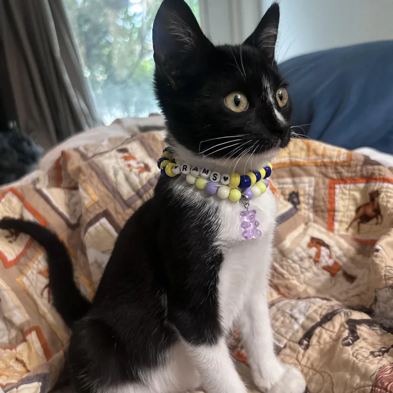 A baby small-sized female Black & White / Tuxedo Domestic Short Hair cat named Korra for adoption in Orange, CA