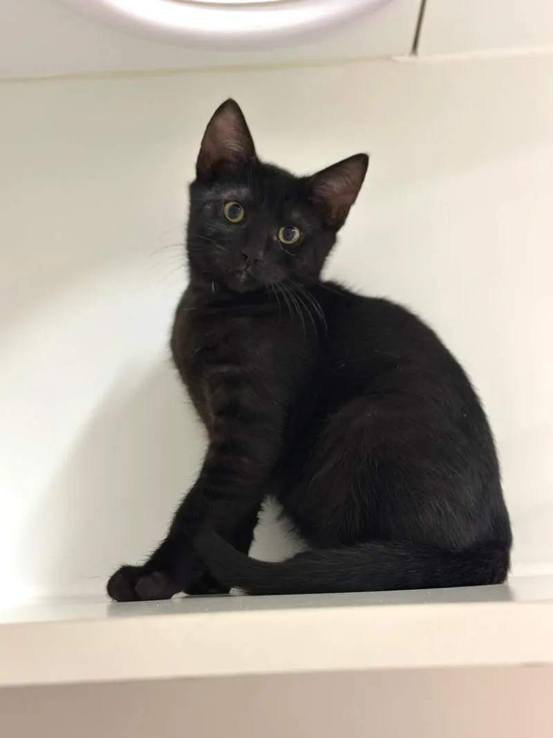 A baby small-sized male Domestic Short Hair cat named Ash for adoption in Hayward, CA
